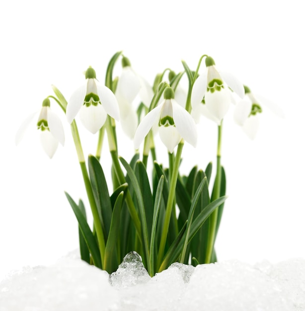 Snowdrop flower isolated on white