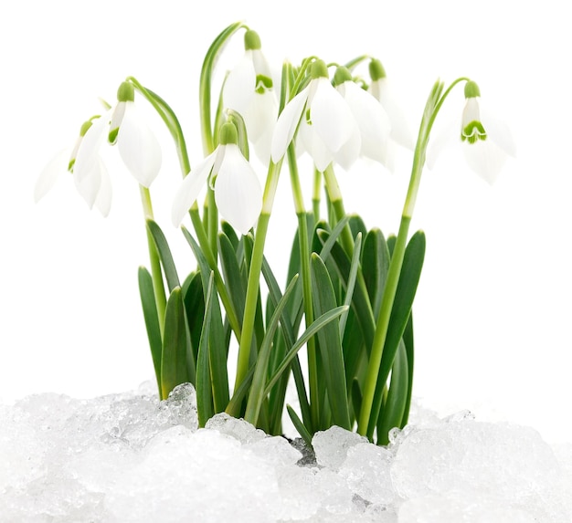 Snowdrop flower isolated on white