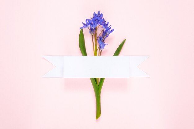 Photo snowdrop flower on pink background with white ribbon