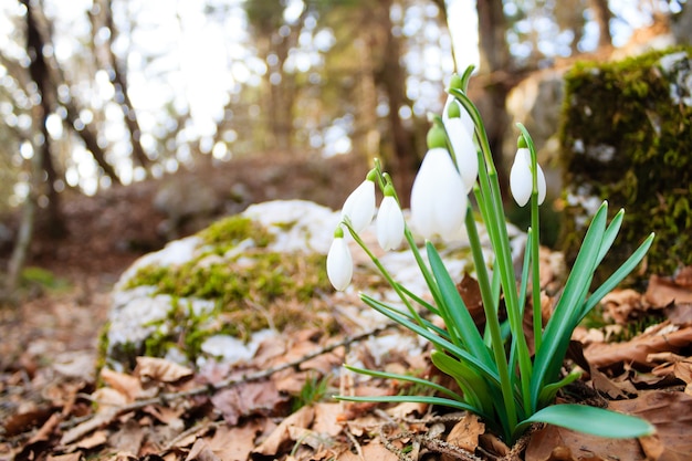 Snowdrop flower in woodland close up, nature background. Wild flower background