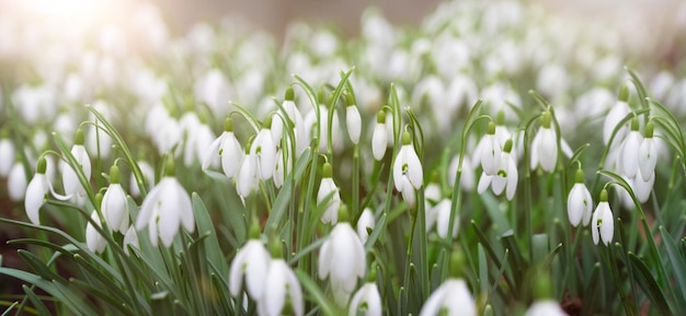 Snowdrop flowers blooming in winter and spring sunlight shinning through the blossoms and leaves