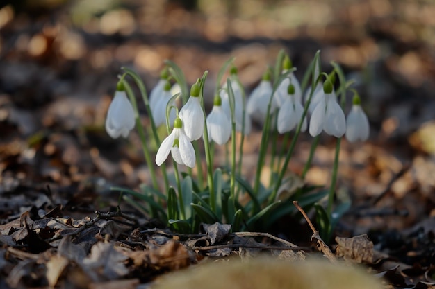 Snowdrop flowers closeup