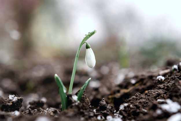 Snowdrop flowers floral spring, newly emerged first spring flowers