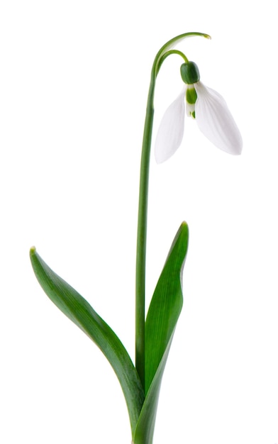 사진 흰색 배경에 고립 된 헌병 꽃 아름 다운 봄 꽃