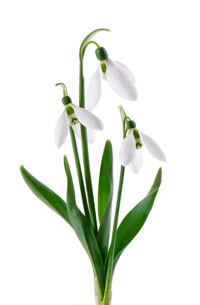 사진 흰색 배경에 고립 된 헌병 꽃 아름 다운 봄 꽃