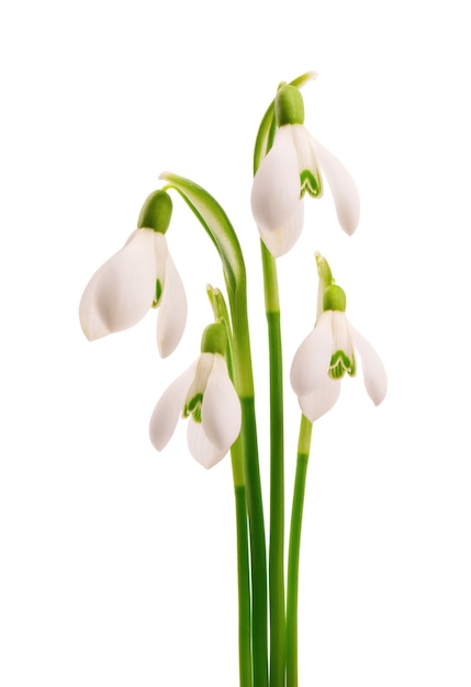 Snowdrop flowers isolated on white surface