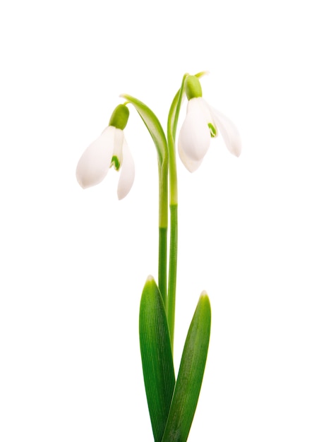 Snowdrop flowers isolated on white surface