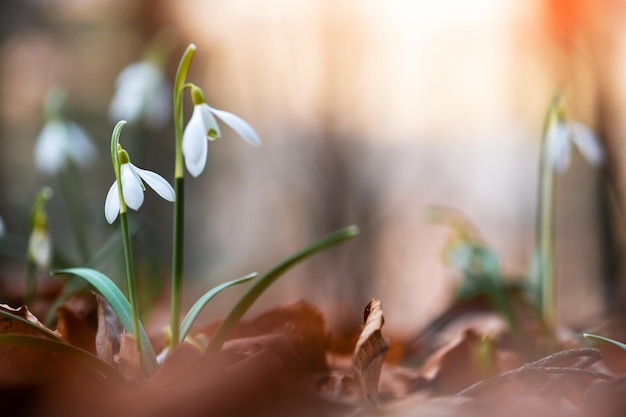 Snowdrop flowers on spring meadow forest closeup Macro nature photography