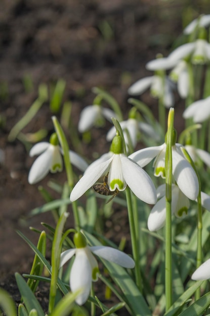 Snowdrop flowers in spring season Delicate white snowdrop