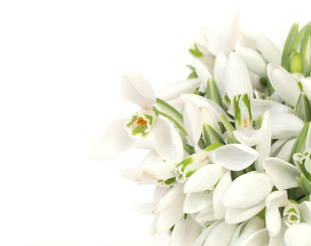 Snowdrop flowers