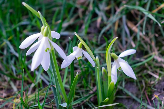 Snowdrop in the forest Plants are listed in the Red Book