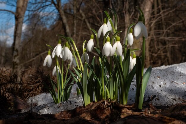 헌병 Galanthus nivalis 첫 번째 봄 꽃 야생의 자연