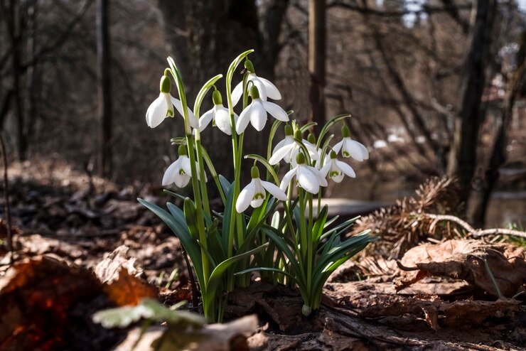 Фотография подснежник galanthus nivalis первые весенние цветы дикая природа