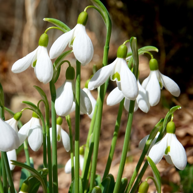 Snowdrop Lentebloemen met sneeuw in het bos