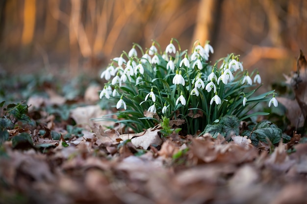 Snowdrop lentebloemen. prachtige sneeuwklokje bloem groeit in de sneeuw in het vroege voorjaar bos.