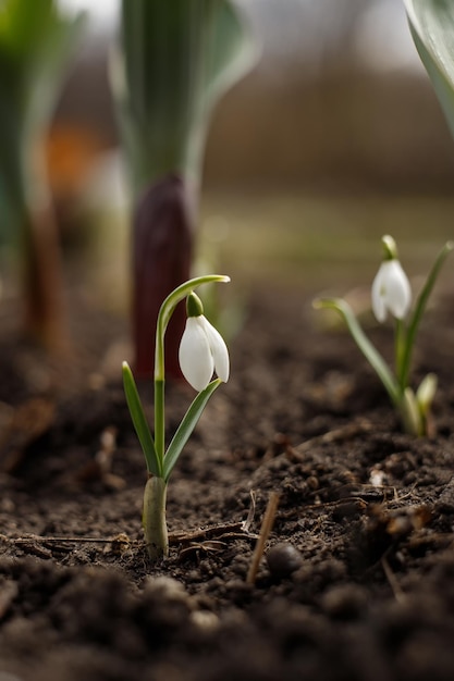 Фото Подснежник или обыкновенный подснежник (galanthus nivalis) цветок в природе крупным планом цветочная головка