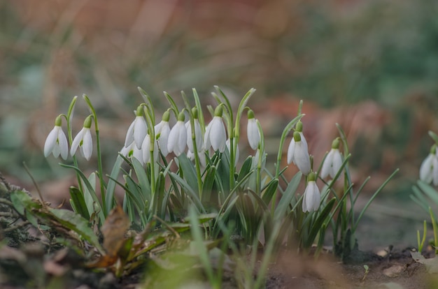 Snowdrop spring flower in forest