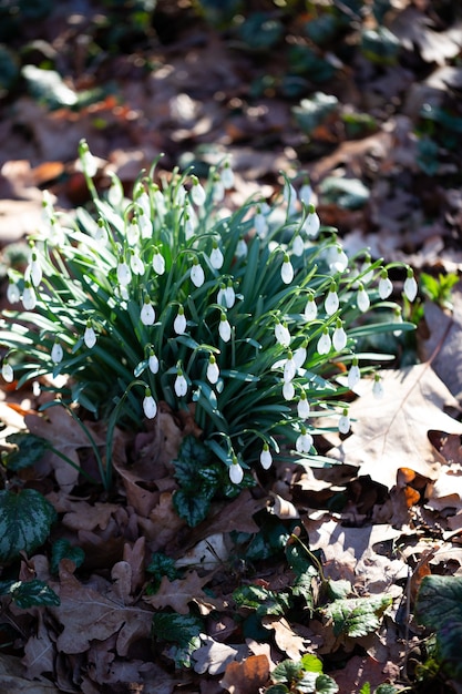 사진 헌병 봄 꽃. 이른 봄 숲에 눈 속에서 성장하는 beautifull 헌병 꽃. 흰색 snowdrop 꽃을 잘 보완하는 신선한 녹색.