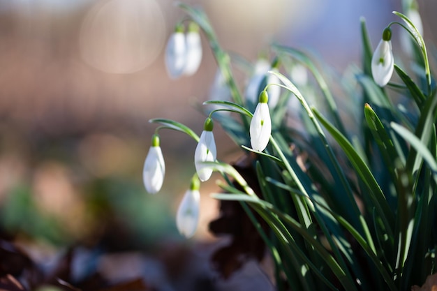 Photo snowdrop spring flowers beautifull snowdrop flower growing in snow in early spring forest fresh green well complementing the white snowdrop blossoms