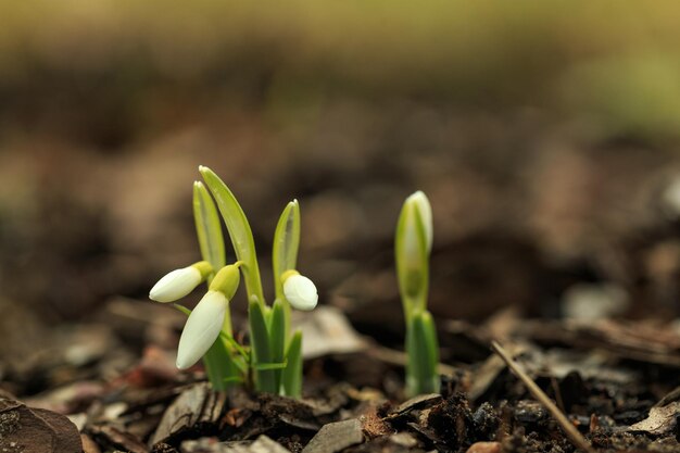 スノー ドロップの春の花繊細なスノー ドロップの花は春のシンボルの 1 つです。