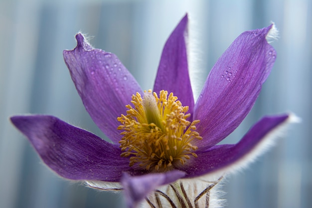 スノードロップの春の花。最初の春の花。写真をフラッシュします。水滴