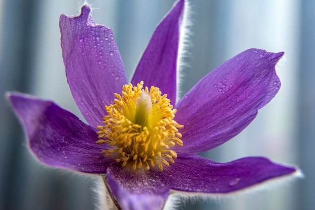 スノードロップの春の花。最初の春の花。花の背景。写真をフラッシュします。水滴