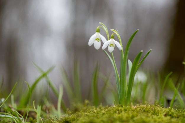 雪降花の春の花。白いスノードロップの花をよく引き立たせる新緑