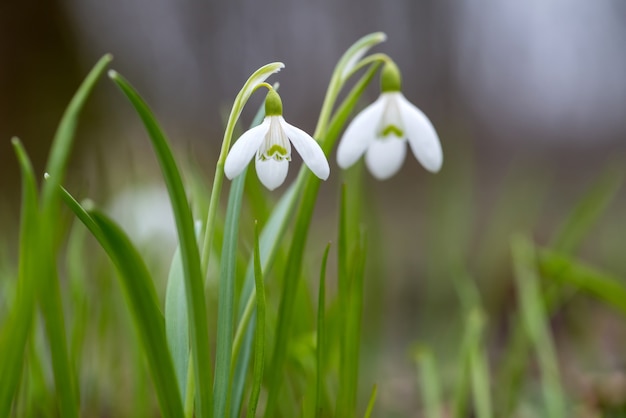 헌병 봄 꽃. 하얀 Snowdrops 꽃을 잘 보완하는 신선한 녹색