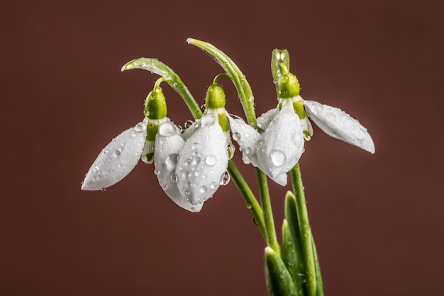 Snowdrop spring in the rain and shining lights.