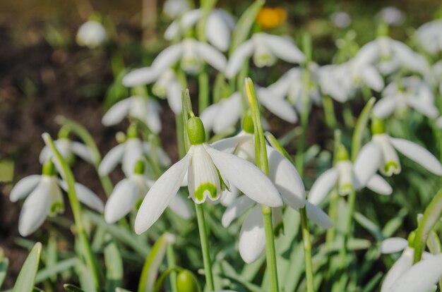 Snowdrop white flowers