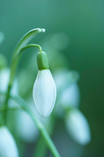 Snowdrop