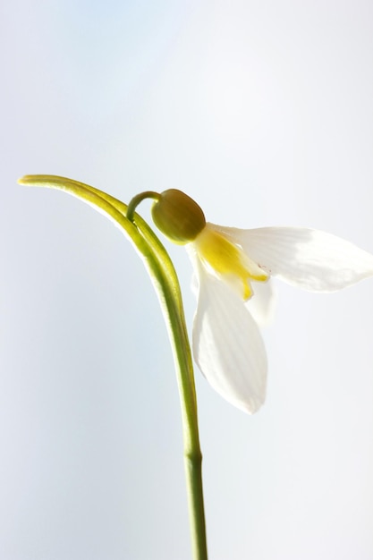 Snowdrop