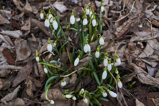 정원의 잔디밭에 스노드롭이 피었습니다. 스노 드롭은 봄의 상징입니다. Snowdrop 또는 Galanthus(라틴어 Galanthus)는 아마릴리스과(Amaryllidaceae)의 다년생 허브 속입니다.