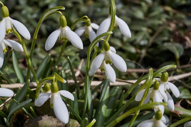 Snowdrops bloom on the lawn in the garden The snowdrop is a symbol of spring