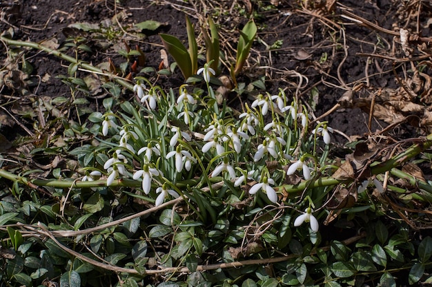 Snowdrops bloom on the lawn in the garden The snowdrop is a symbol of spring