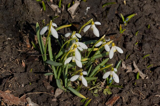 Snowdrops bloom on the lawn in the garden The snowdrop is a symbol of spring