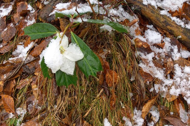 Snowdrops covered with snow