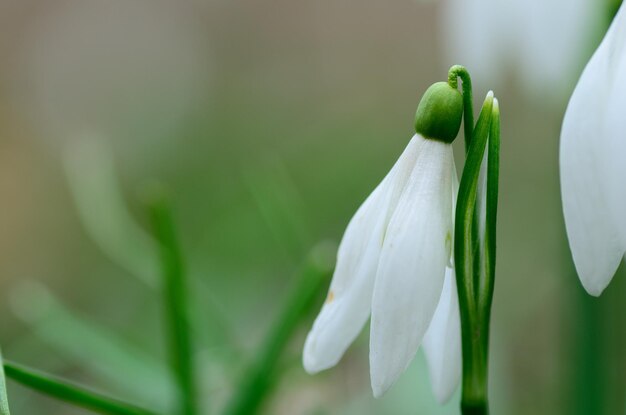 Snowdrops detail view