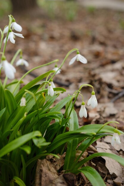 Snowdrops the first spring flowers in the park High quality photo