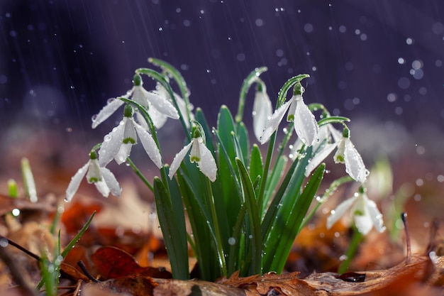 Snowdrops 첫 번째 봄 꽃 희귀 식물