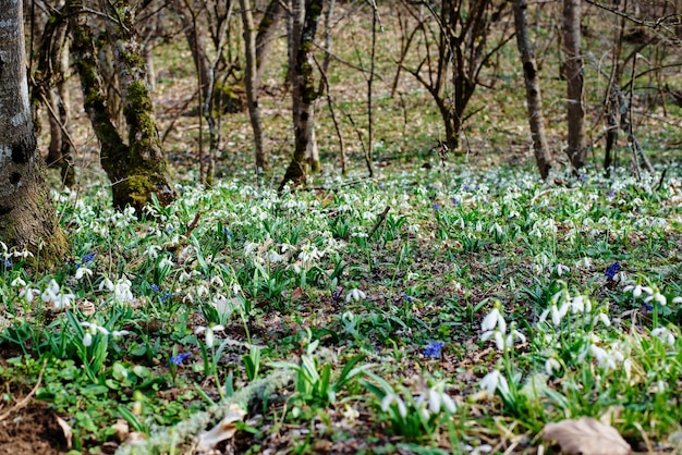 Fiori di bucaneve nella foresta di primavera