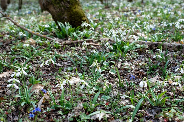 Foto fiori di bucaneve nella foresta di primavera