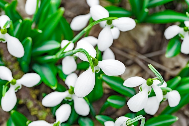 Snowdrops flowers with white petals top view selective focus