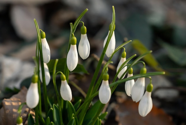 Snowdrops in the forest