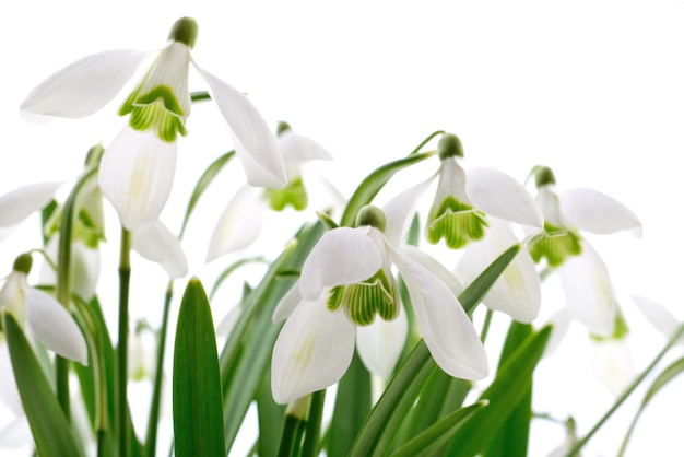 흰색 배경에 Snowdrops (Galanthus nivalis)