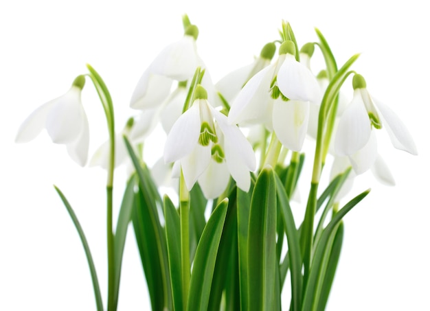 Snowdrops Galanthus nivalis on white background