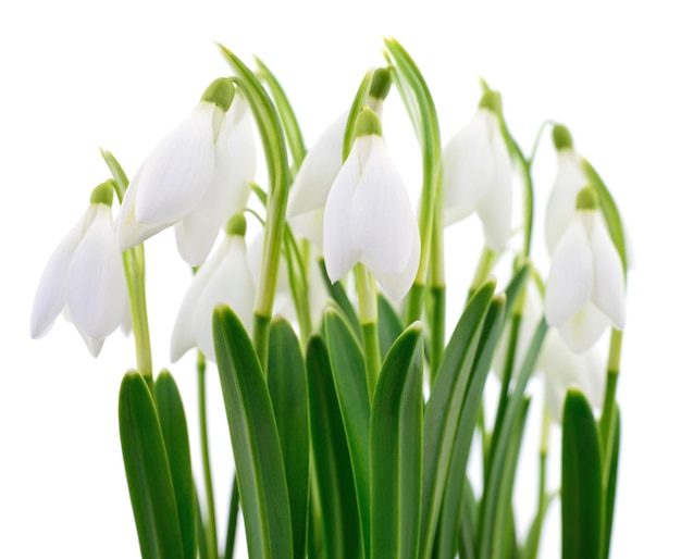 Snowdrops Galanthus nivalis on white background