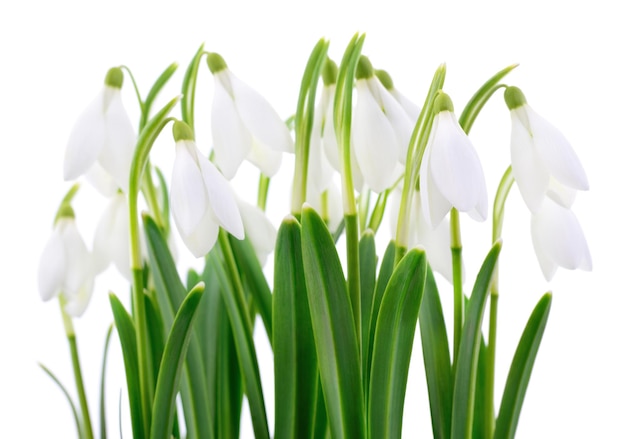 흰색 바탕에 Snowdrops Galanthus nivalis