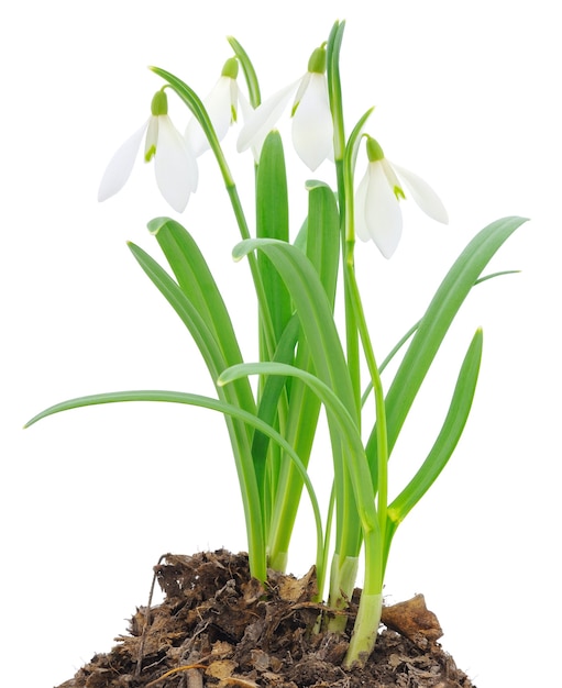 Snowdrops (Galanthus nivalis) on white