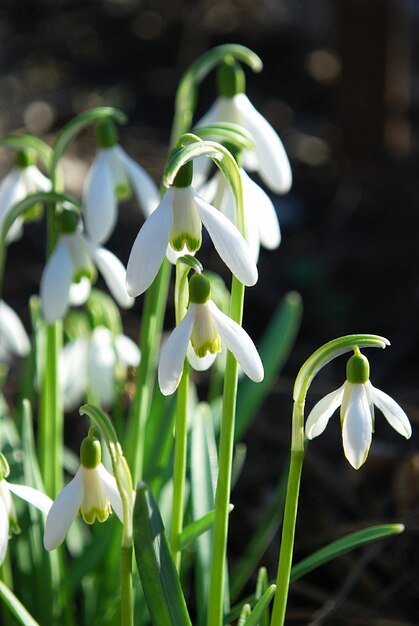 Snowdrops in a garden in spring